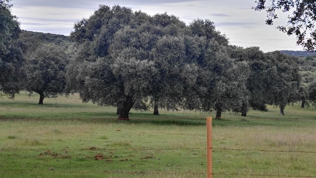 Гостьовий будинок Casa Rural El Trillo El Alcornocal Екстер'єр фото